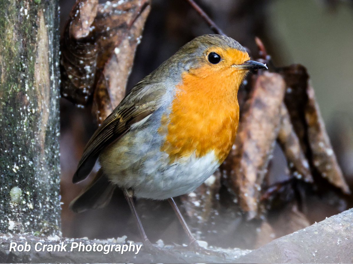 cranky1456's tweet photo. I'm early for #FestiveDailyRobin for a change, and seeing as it's the weekend I thought I would give you a few extra Robins as a bonus.
Taken at Clough Head 04/12/24
#TwitterNatureCommunity #NatureTherapy @Natures_Voice #NaturePhotography #Robins #birdphotography #photography https://t.co/g2euFcN4CB