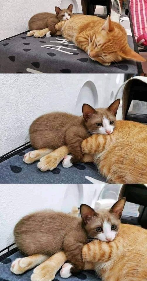 PostsOfCats's tweet photo. https://t.co/a9C60ExJLa