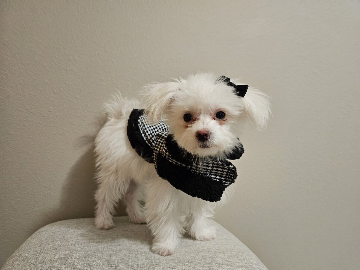 MernkaStacy's tweet photo. Little Miss Brexie Belle, our Maltese puppy 💓 https://t.co/G92pz4ogrp