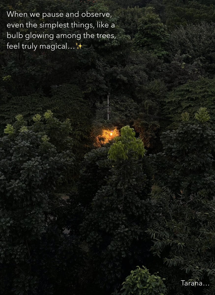 A quiet and magical evening...✨

#thelittlethings #lifeisbeautiful #plants #trees #Bengaluru #Journey #India #journeyoflife #WritingCommunity #writing #writingtips #Souls #hearts #stories #storieswelltold #quotes #quotesdaily  #Peace #quiet #magical #Happiness