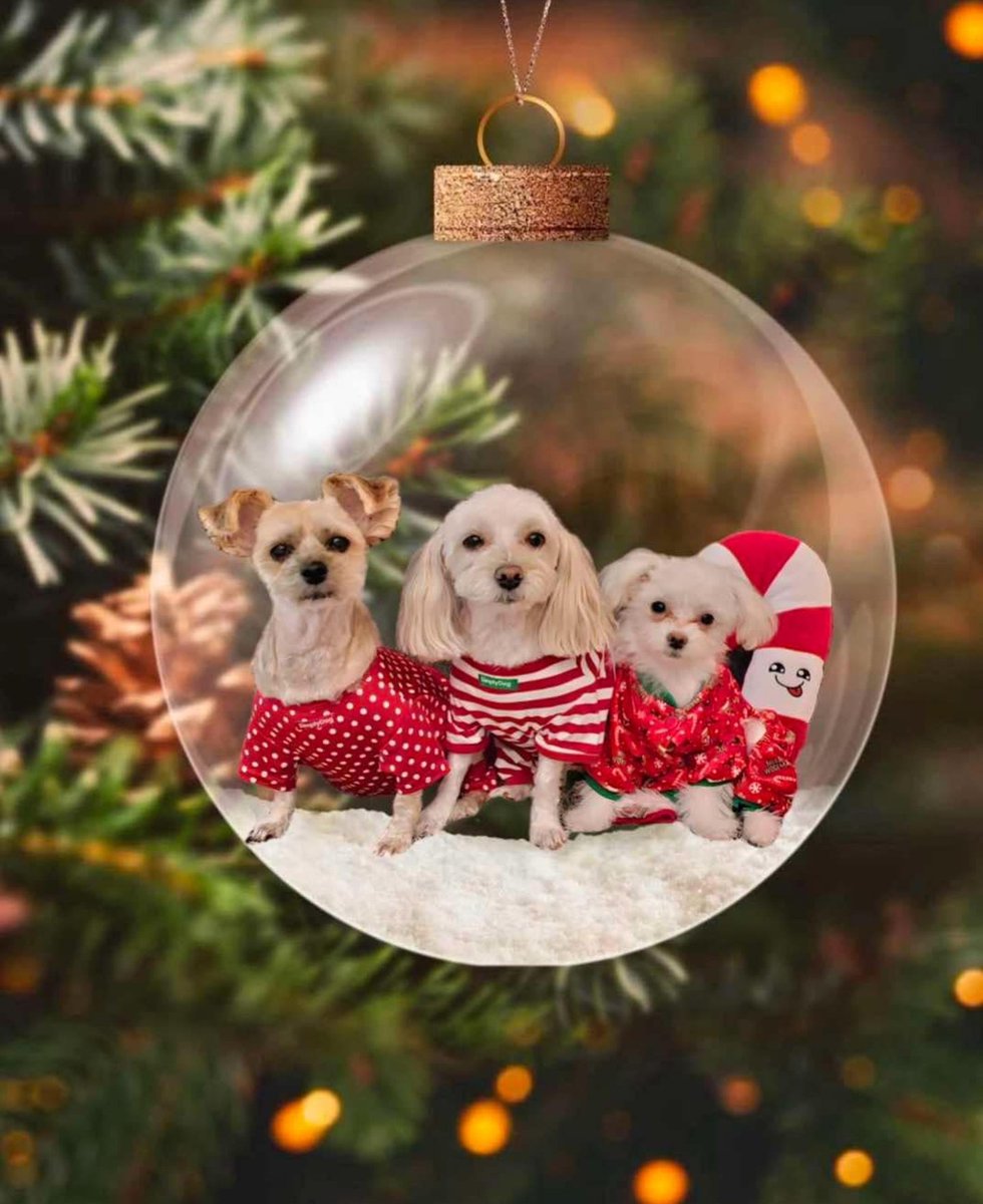 MernkaStacy's tweet photo. Merry Christmas from Bodie, Brylie &amp; Brexie 🎄 https://t.co/eWNstC2ICQ