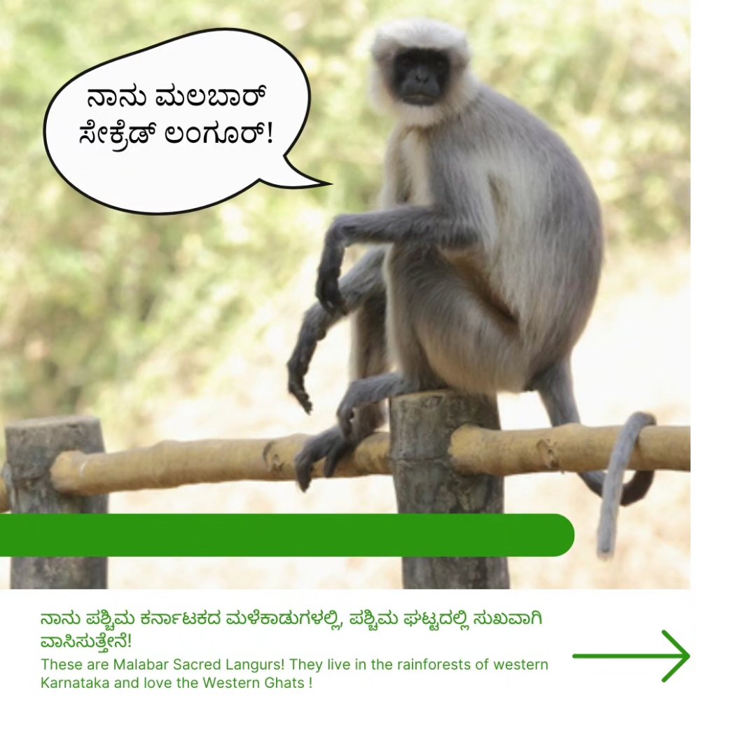 ಕೋತಿಗಳ ಚೇಷ್ಟೆ ನೋಡೋದೇ ಒಂದು ಖುಷಿ. ವಿಶ್ವ ಕೋತಿಗಳ ದಿನದಂದು ಅವುಗಳ ಬಗ್ಗೆ ತಿಳಿಯೋಣ!
It's a treat to watch the monkeys! Today on World Monkey Day, let's learn a little about them! 

#KFD #WorldMonkeyDay #Monkey #LTM #Conservation