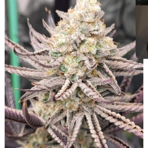 CraftBreeders's tweet photo. 🔥 PRODUCT SPOTLIGHT!!! 🔥

Trich monster alert!!! This is a beautiful and FROSTY gal

PureM.A.C.

M.a.C. v2 by cap x Pure Michigan f2

Huge yield

Bag appeal for days

Fruity berry fuel n plastic

8.5 weeks

Easy to grow

Always 13  reg photoperiod beans per pk

From our friends over at MFG @Real_MFG_Mtn 

Get YOURS today here https://t.co/NdCtfLdR1w

https://t.co/mpuFDmgebU , come on home... the fire is VERY hot!!!

#Mmemberville #growyourown #stoners #cannabisismedicine #hemp #craftbreeders #420 #Genetics #WeedTwitter