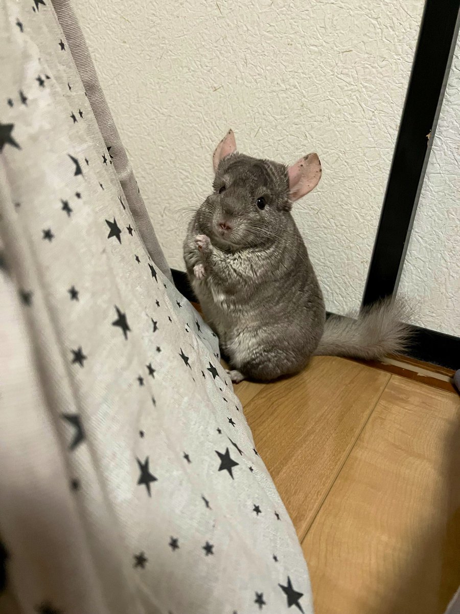 チンチラのまる🐭 (@maru_7pui) / Posts / X