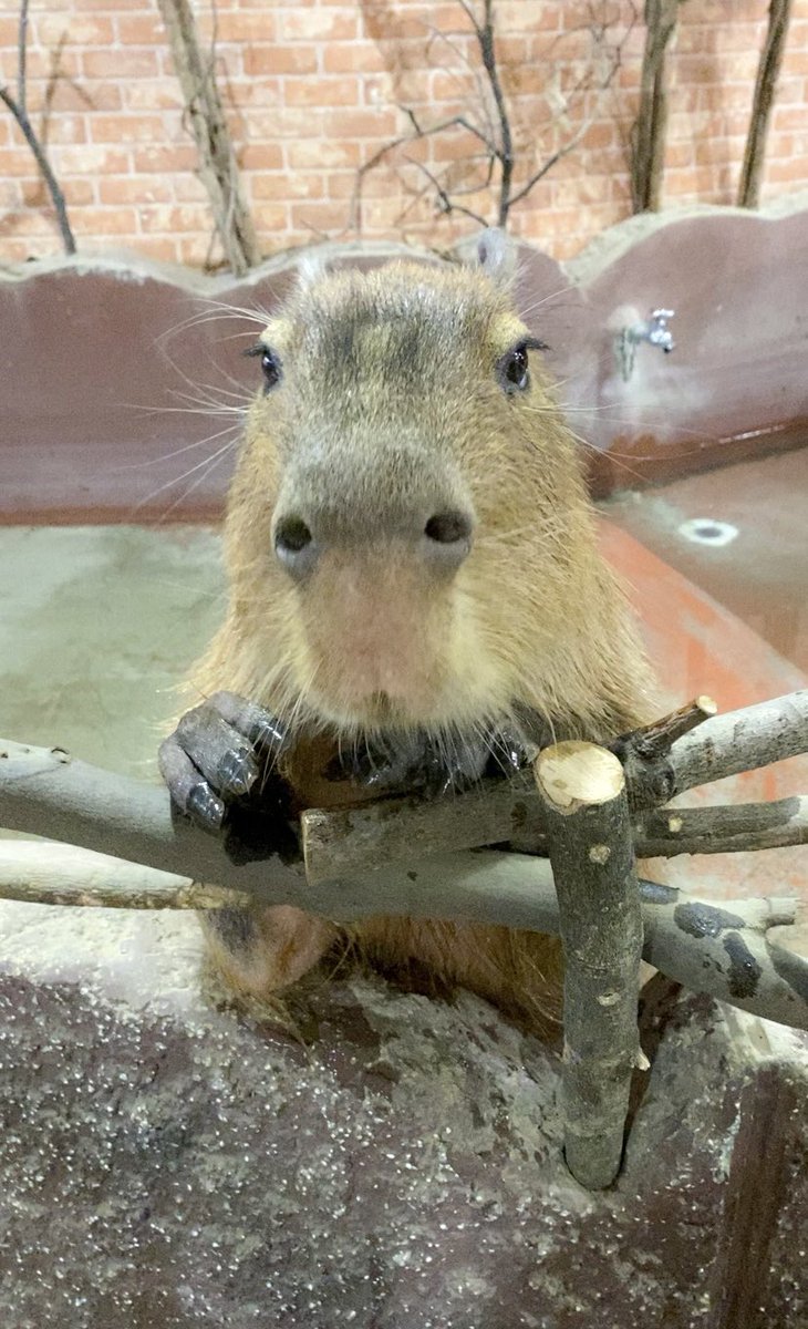カピ好きさん達はみんな優しいし行動力があって素敵な方ばかりだ
おかげでちょっと元気になりました
本当にありがとうございます
眠れなかったのでどうしようか迷ったけどひらパーに来た\( ˆωˆ )/
ほしくん超元気！今日も食いしん坊♡
#カピバラのほしくん #カピバラ