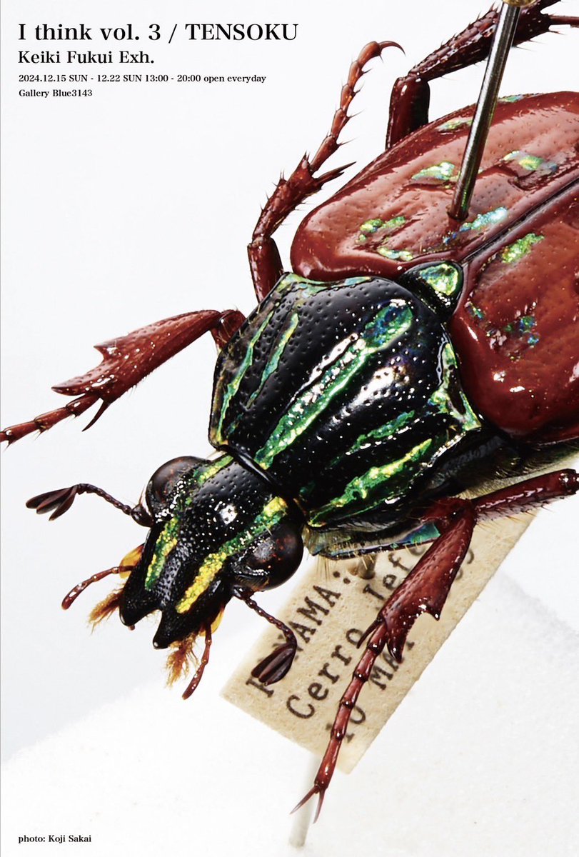 straight__books's tweet photo. 「TENSOKU -Insect preparation」の著者である福井敬貴さんの個展が12/15から表参道にて開催されます。こちらで「TENSOKU」の販売や、撮影で使用した標本の実物なども展示しています。お近くにお越し��際はぜひ！

福井敬貴 個展 「I think vol.3 / TENSOKU」
2024.12.15 (SUN) - 22(SUN) 13:00-20:00 https://t.co/BJpWLnxvyl