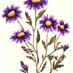 Photo by Asteraspace (@asteraspace)