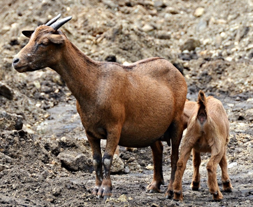 Nig_Farmer's tweet photo. Interesting Goat facts you didn't know 

- Goats discovered Coffee, a goat herder in Ethiopia discovered his goat became energized & wouldn't sleep at night when they eat a particular berries (coffee)

- Goats were one of the first animals that humans domesticated, about 9000 years ago.

- Mother goats cannot recognize their kid by sight, only by sound & scent each kid has a unique call and smell which their mother recognises.

- Goats are born with their complete set of teeth

- Goat is one of the cleanest animals even cleaner than dog & sheep

- Goats only use one side of their mouths to chew. This is why their jaws move in a circular motion as they chew

- Goats are picky eaters, they will refuse to eat hay that has been walked on or lying around loose for a day

- Kids ( a newly born goat) can get up and walk around just 3-5 minutes after they are born

- Goats have the ability to differentiate between a happy human from an unhappy human, and they prefer to spend time with happy people

- Goats can be taught their name and to come when called.

-Goats use the sneeze sound as an alarm and warning other goats there's a danger or an impending danger 

- Goats are able to watch a person solve a problem and copy the person to access a food reward

-  Goats hate water, if you want to punish a goat pour water on its body.

- They are the highest milk producer even bigger than cow and sheep (have you drank goat milk before? Lovely)

- The West African dwarf goat is one of the most prolific animal on the planet. According to some source, there's no barren West African dwarf goat ever (both male & female)

Reason why some Nigerian cultures add a goat to a bride's marriage list - the goat signifies fertility for the bride.

I hope you have learnt one or two things .

Happy Weekend 
Lanre NaijaFarmer.