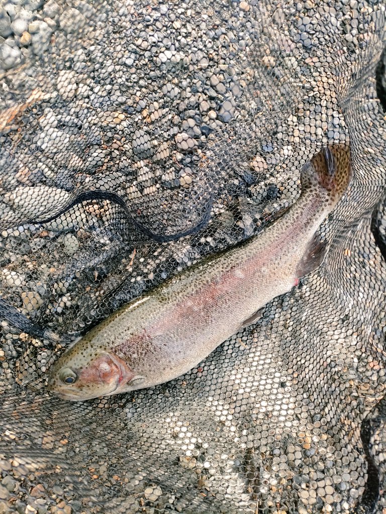 Dr_LEO_LABO's tweet photo. ●フィッシングパーク高島の泉
エリアトラウト2回目♪
ニジマスは綺麗です✨️食べたことないけど美味しいみたい！笑

ラッキークラフト【ディープクラピー】とマストレル【毛波ちゃん】は初心者でも釣れるね😊
#エリアトラウト 
#フィッシングパーク高島の泉
#ディープクラピー
#マストレル https://t.co/7nrBcRFXfI
