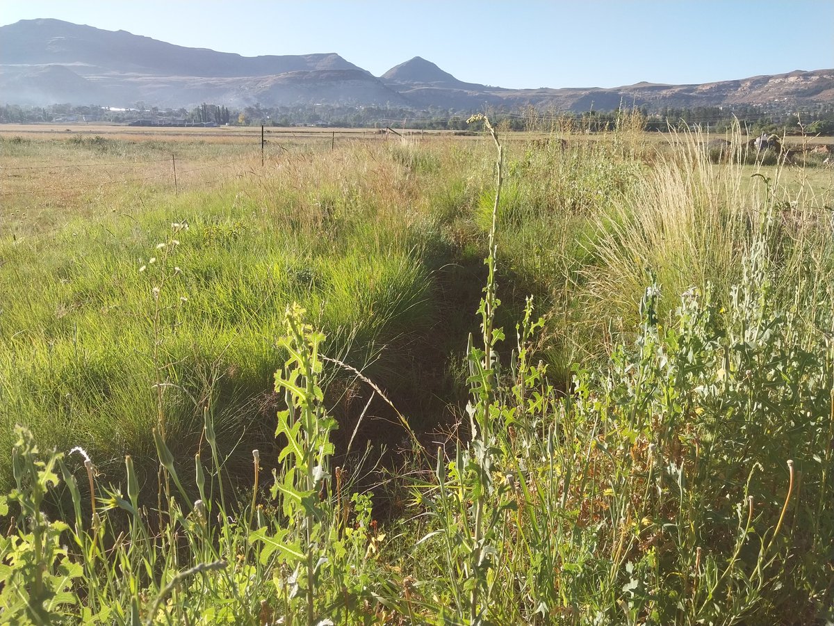 Ivanyles's tweet image. It is not new in history for good counsel to fall on deaf ears. #ClimateAction #Permaculture #Swales