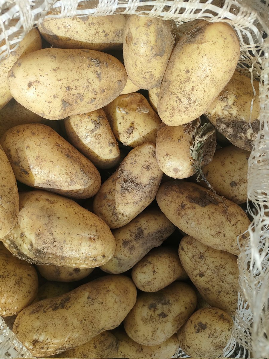 "Potato farming isn’t just a hustle; it’s a passion! 🥔💪 From farm to fork, every step matters. Hapa shambani, tunaandaa mbegu bora kwa wakulima wetu—ensuring resilience and productivity! 🌱🍂 #FarmingWithPurpose #PotatoPower #KilimoBora"