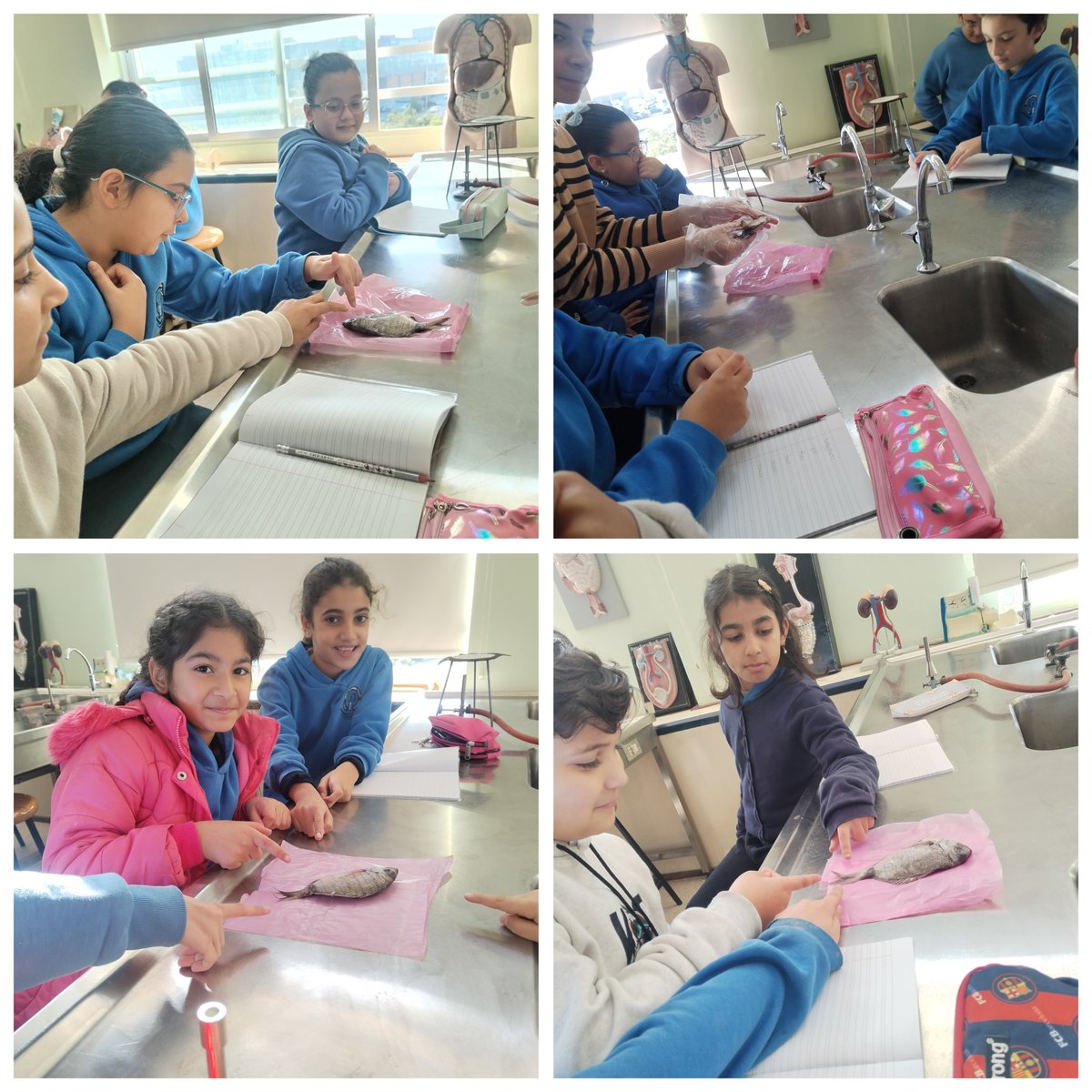 Helping students to become familiar with the body parts of the fish.
#dissection of a fish
<a href="/NElakhdar/">Nour elakhdar</a>
<a href="/MakAishaSchool/">MakAishaSchool</a>