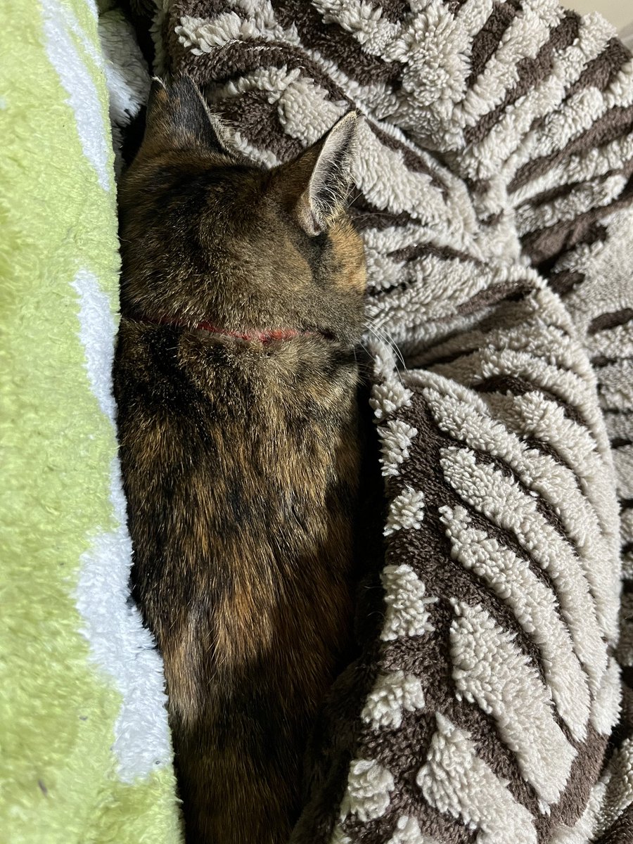 donchintan696's tweet image. 気持ちよさそうです

#メルモ
#こたつねこ