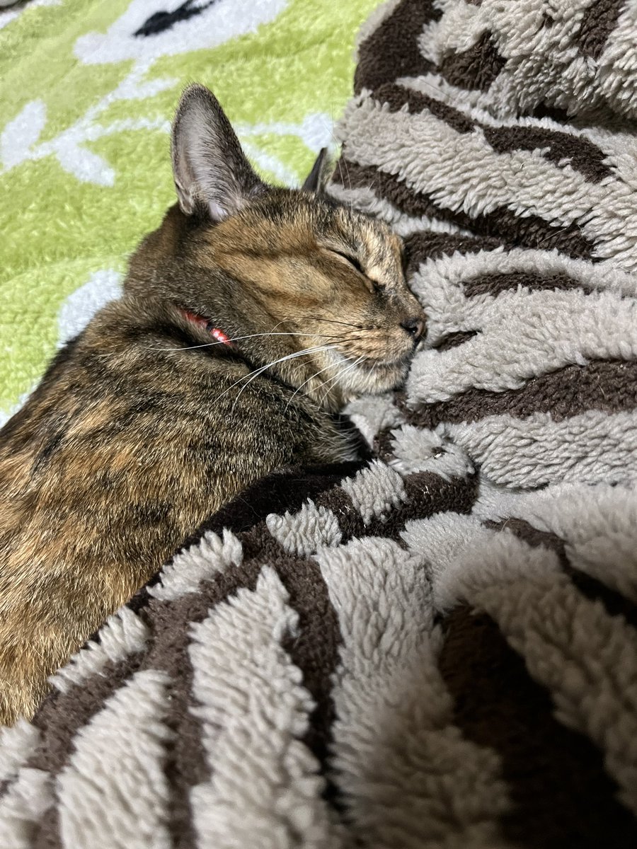 donchintan696's tweet image. 気持ちよさそうです

#メルモ
#こたつねこ