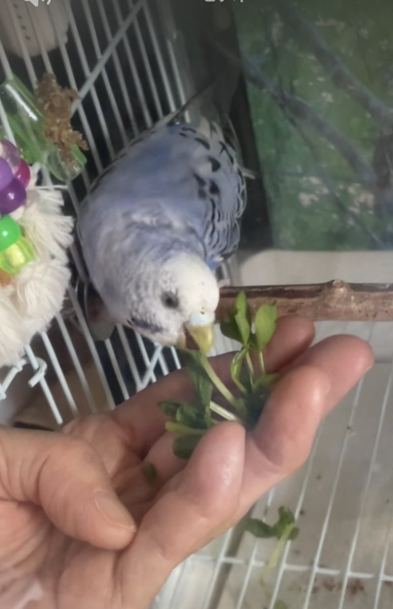ccremon333's tweet photo. 9月に保護したセキセイちゃん🐦あともう少しで3ヶ月になります。とってもかわいい子です。
葛飾区付近でお心当たりのある方はいらっしゃいませんか？
飼い主さーーん！

#迷子鳥   #迷子インコ   #迷子セキセイインコ   #迷子鳥は警察へ   #保護インコ  #セキセイインコ保護 https://t.co/e9LciJ9qqu