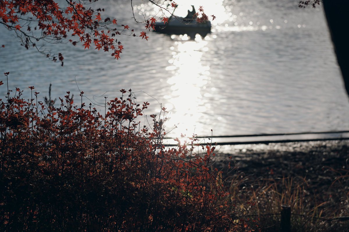 #LUMIXS9  #SIGMA  #90mm