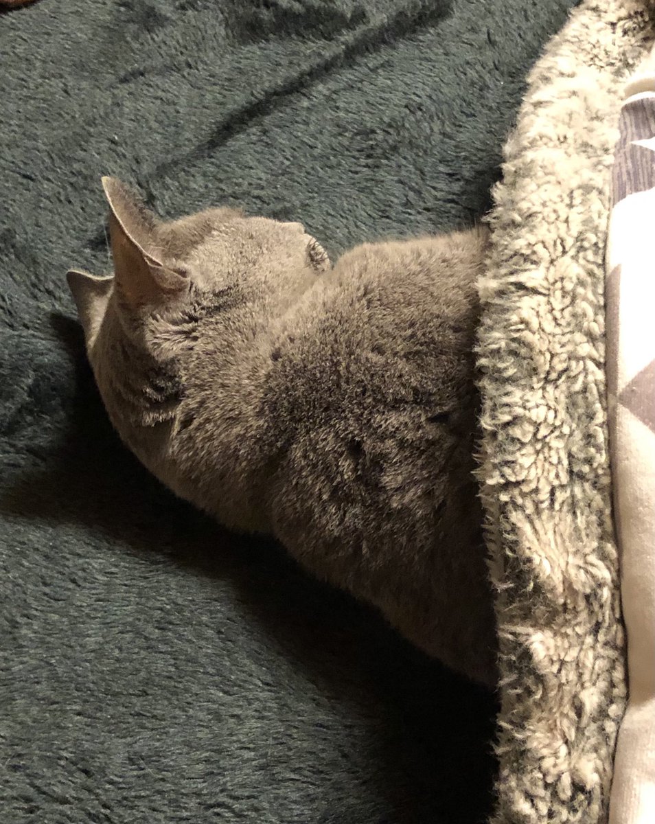 かいつけ tweet media