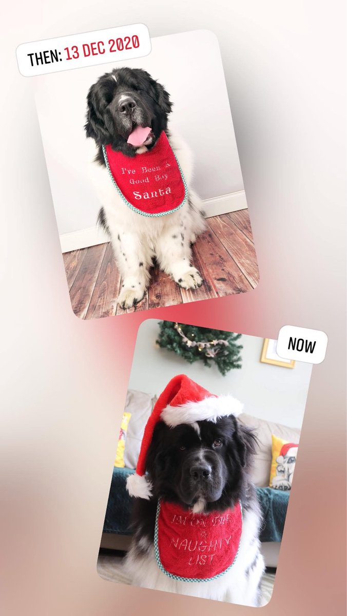 Montydogge's tweet image. #Christmas2024 #christmas2020 #montydogge #Bandito