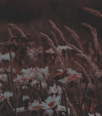 nevi_longbott's tweet photo. ⠀

       𝐒𝐨𝐦𝐞𝐭𝐢𝐦𝐞𝐬 I wish
       𝒔𝒐𝒎𝒆𝒐𝒏𝒆 out there 
                    𝑤𝑖𝑙𝑙 𝑓𝑖𝑛𝑑 𝑚𝑒.

–––––– Bᴏᴜʟᴇᴠᴀʀᴅ ᴏғ Bʀᴏᴋᴇɴ Dʀᴇᴀᴍs. 

⠀ https://t.co/UnH6pZz4mW