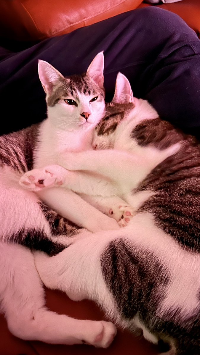 うどん (@G_udon) / Posts / X