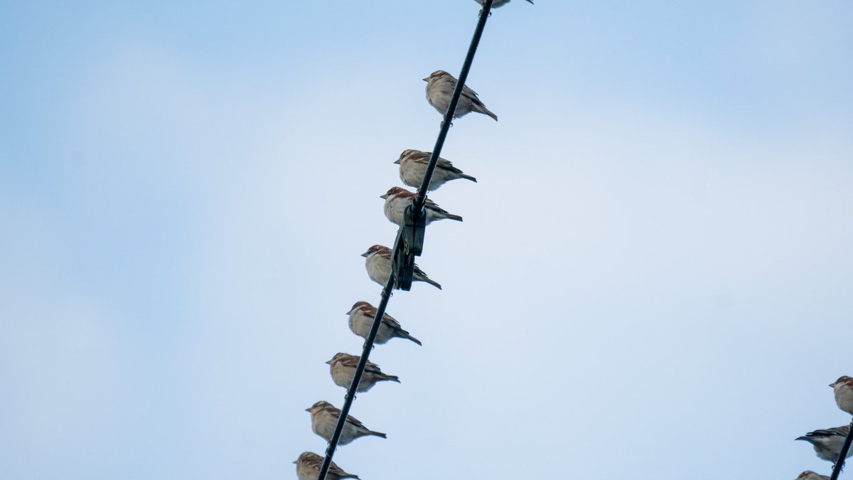ksakabe's tweet photo. 夕方、電線に群れで止まっていたニュウナイスズメたち。 #RussetSparrow #野鳥 #bird #a057 #鹿児島 #kagoshima https://t.co/uloLnRNPY4