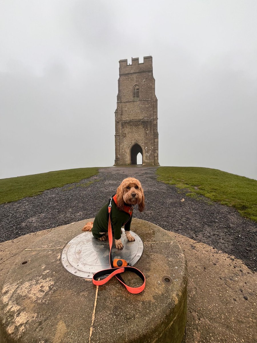 CockapooJuno's tweet image. Happy Saturday Furpals. We’re on a little Christmas getaway. Yesterday we climbed up Glastonbury Tor. It was a bit misty. Hoodad is taking me
somewhere else today 🎄 #Glastonbury #Christmas2024