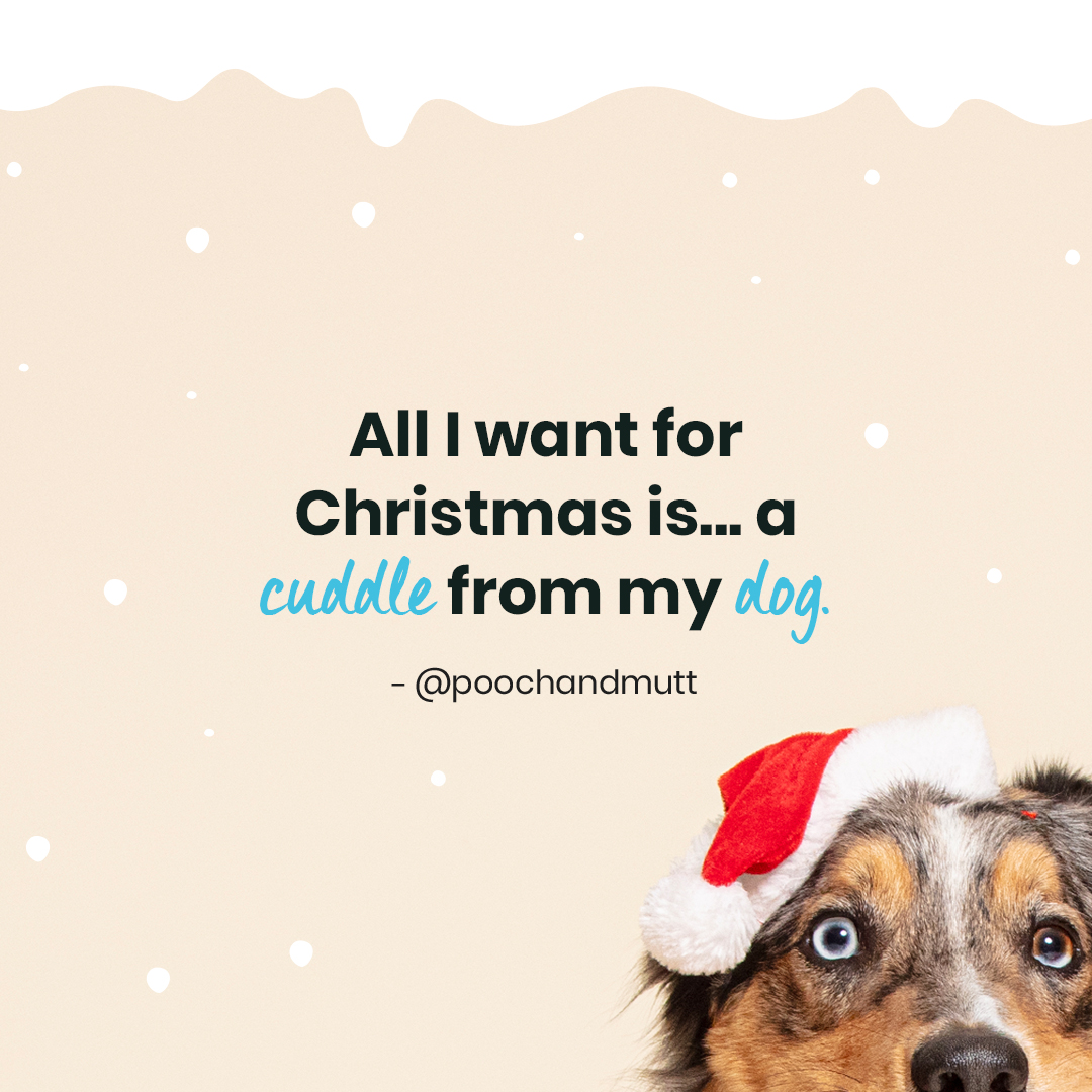 Is your dog a snuggler or Miss/Mr independent? 

Comment below 👇

#PoochandMutt #DogQuotes #DogQuote  #Meme #Quotes