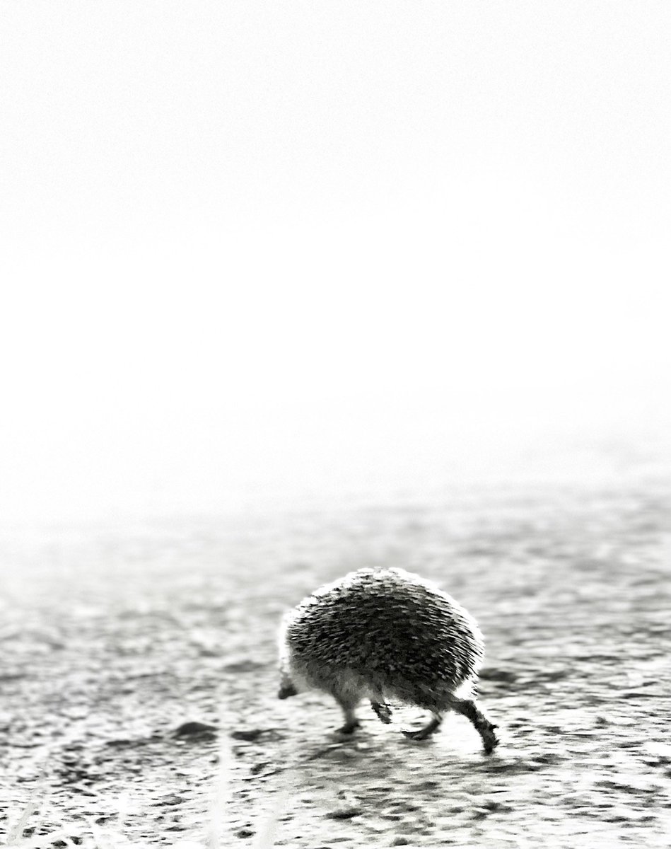 KDunsel's tweet photo. Was sagt uns dieser kleine Igel? https://t.co/xKkPxP2AjC