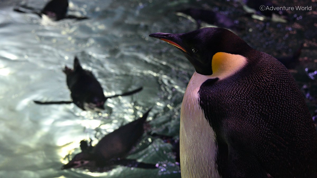 ﾋﾟｬｧｱ！ → 本ツアーでしか購入できないペンギンの卵の殻を特別販売