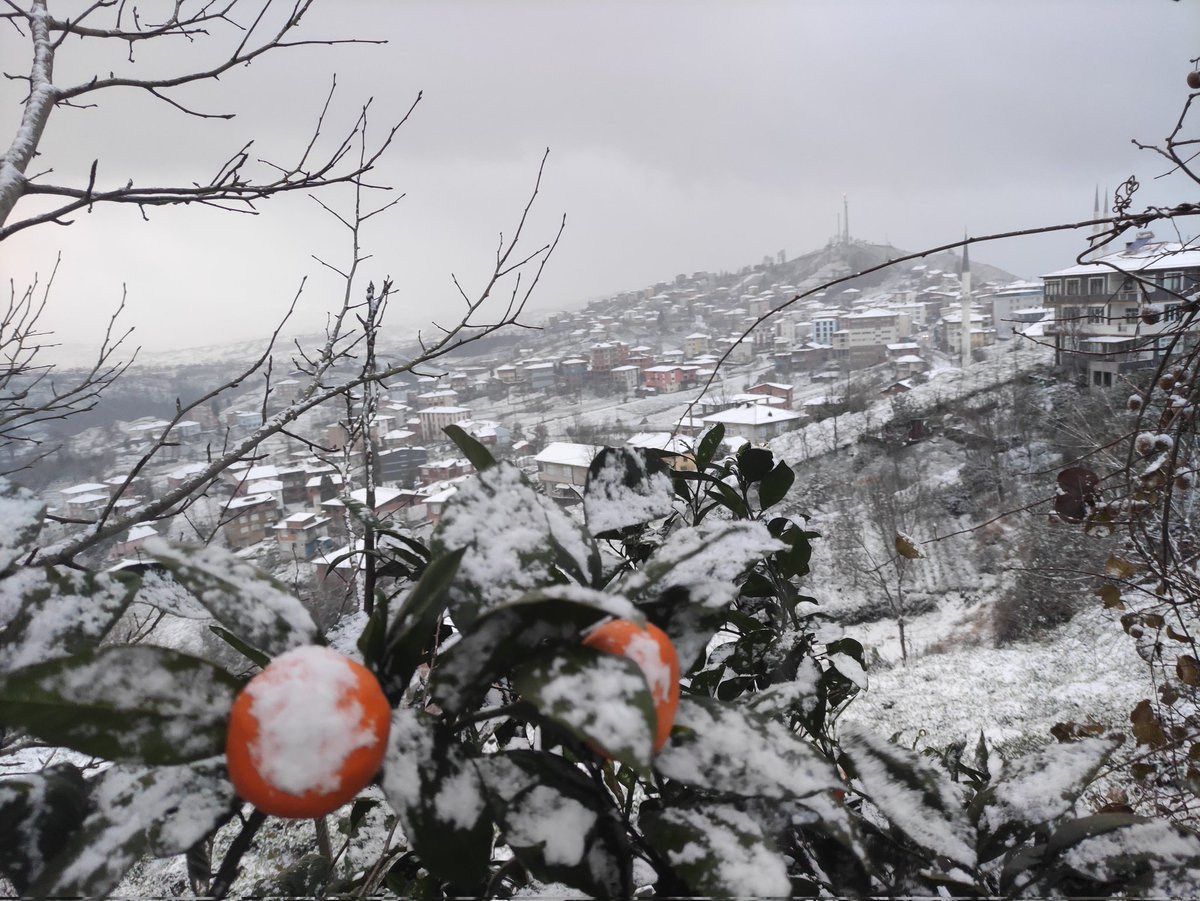 ak_belde's tweet photo. Hava bir türlü soğumadı, nerde yağmur, nerede kar derken, alın size   beyazlığı, saflığı, temizliği temsil eden kar geldi.
“Kar berekettir” derler. Dünya da üzerine kar yağan tek çay olan Rize çayı
#Kendirli
#AdemKöse https://t.co/eiEuENmB9A
