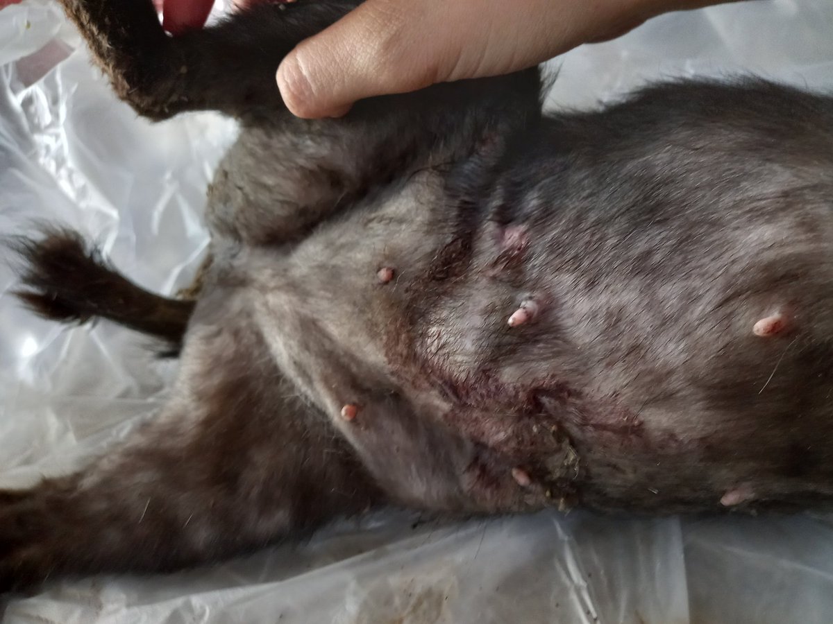 ur_babygirl1's tweet photo. ❗️PLEASE BANTU RT❗️
❗️OPEN DONASI KUCING❗️
 
Halo semua kenalin ini kucing aku kena tabrak posisinya si emeng lagi hamil, aku udah berusaha bawa dia ke puskes hewan dengan uang aku tapi tetap gk cukup buat biaya inapnya sama operasi secar, udah sebulan ini si emeng https://t.co/XYwAhLBN3T