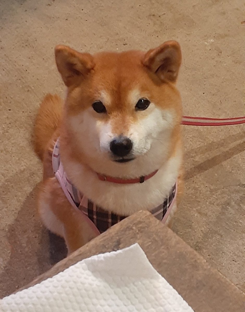 柴犬ゆきちゃん (@n0qTVdKQKf4r0Qt) / Posts / X