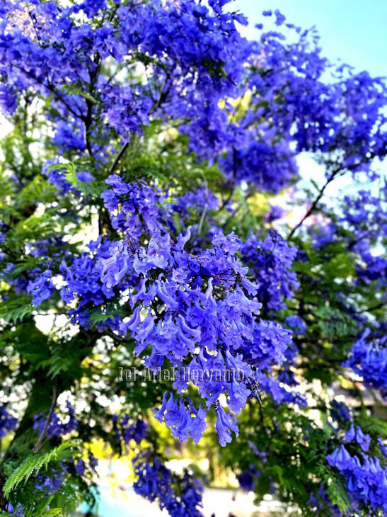 #jacaranda