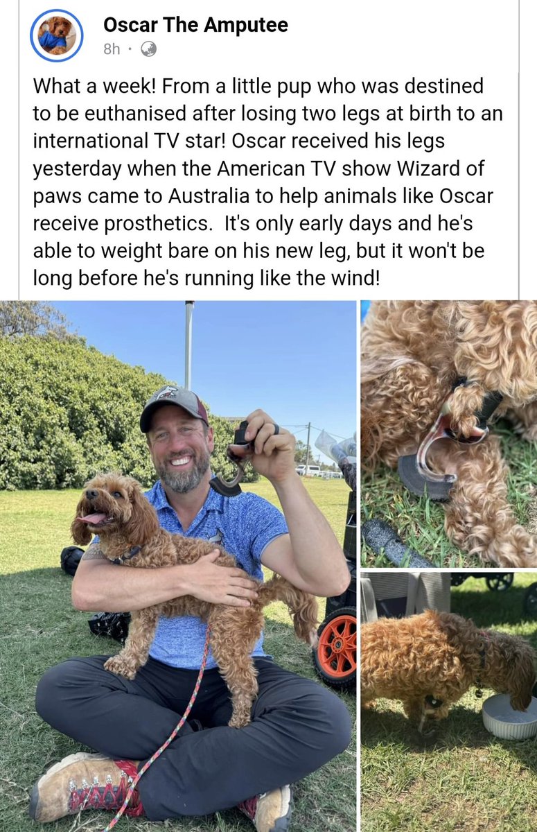 Anyone remember my foster bro, Ossy??? Look!!! He got his special leg this week on the Aussie tour of "The Wizard of Paws"!!! Love you Ossy!(-in a super manly way 🤭) #ZSHQ <a href="/ZombieSquadHQ/">ZombieSquadHQ💖💚🧡💚🩵©</a>
