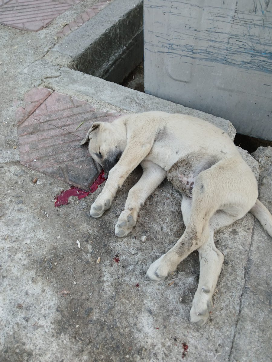 profesorfacia01's tweet photo. Muhalefetin, hayvanseverlerin, vicdan sahibi herkesin itirazına rağmen çıkarılan ve iptal için Anayasa Mahkemesine götürülen 'HAYVAN KATLİAMI YASASI'nın uygulama yönetmeliği dün resmi gazetede yayımlandı.

Yasanın kendisi gibi yönetmeliği de onlarca belirsizlik ve oldu bittiyle hayvanların katledilmesine sebep olacak yanlışlarla dolu!

Sadece birkaç tanesini yazıp, asıl amaçlarının ne olduğunu anlatacağım sizlere;

Kanun;

- Hiç kimseye zararı olmayan kedileri de kapsıyor!
Belediyelere kısaca, "toplayın, yer yoksa başka yere bırakın" diyor!

Şehirleri fare basacağını ve vebanın hortlayacağını geçtik, binlerce yıldır bizimle yaşamış ve evcilleşmiş, insana yakın yaşamaya alışmış, artık dünyada Türkiye'nin sembolü haline gelmiş kedilerin, atılacakları ormanlarda değil açlıktan ölmemek, vahşi hayvanlara yem olacağı çok açık değil midir?

- Barınaktan hayvan sahiplenmek için yaşadığın site yönetiminden izin alma şartı getirmiş!

Bakın burası çok önemli;

Hayvan ticareti yapan Petshop'lardan satın alırken böyle bir şart yok!

Açık açık diyorlar ki, barınaktan sahiplenme, bırak ölsün, git Petshop'tan satın al!

- Popülasyonun kontrol altına alınamayacağı durumlarda hayvanların öldürülmesi kararının sorumluluğunu doğrudan doğruya belediye meclisleri yetkisine bırakıyor!

Burada asıl amaç açık açık, çoğunluğunu kaybettikleri belediyeleri hayvanseverlerle karşı karşıya getirmek!

"Belediye meclisleri bir hayvana ötenazi yapılması kararını hangi yetkinlikle ve uzmanlıkla verecek, meclis üyelerinin hepsi veteriner midir?" o da ayrı bir konu!

- Barınağı olmayan taşra belediyelerinin topladıkları hayvanları en yakın barınağa bırakması ve ilgili barınağın bağlı olduğu belediyenin kapasitesinin uygun olup olmadığına bakılmaksızın kabul etmesi zorunluluğu getirilmiş!

Kırsal alanalardaki belediyeler genelde iktidar partisinde, şehir merkezleri ise çoğunlukla muhalefetin elinde, yani hayvanları toplayıp muhalefet belediyelerine yollayarak, barınakları kapasitesinin üzerinde dolduracak ve sonra da dolaylı olarak bakamıyorsan öldürebilirsin diyorlar!

Kısacası kanun ve yönetmelikte yer alan sorumlulukları yerine getirmekte direnen yerel yönetimlere pusu kuruluyor.

İdari yaptırımların ve cezai yaptırımların hızla uygulanabileceği bir zemin hazırlanıyor. 

Belediyelerin zaten çevre ile ilgili halkın refahı ile ilgili birçok görevleri var. Bu görevlerin hepsini bir kenara itip bu yasayla birlikte belediyeler kedi köpek avlayan, öldüren bir yapıya dönüştürülmek isteniyor!

Bu tamamen kamu ve kanun gücünü kötüye kullanmaktır!
Bu kanunun uygulanması için belediyeler maşa olarak kullanılmak isteniyor. Bu konuda belediyelerimiz elbette gereken hassasiyeti gösterecektir.

Dikkat edilmesi gereken en önemli husus ise "kayyum" gibi hukuksuz uygulamaların önünü açabilecek bir tuzak olarak karşımıza çıkmasıdır!

Bütün bu ince düşünülmüş planın ardından, muhalefet partisi belediye başkanları, hayvanları öldürmüyor diye kayyum uygulaması ile karşı karşıya kalabilecek!

Yasa gereği yerel yönetimlerin hayvanları korumak için ayırması gereken bütçenin %50’si barınak yapımında kullanılacağından, kalan bütçe ile kısırlaştırma, tedavi ve bakım hizmetleri yapmak mümkün olmayacaktır!

Böylece popülasyon artacak hastalık çoğalacak ve öldürme gerekçesi de bu şekilde hazırlanmış olacak, hayvanseverler de 'belediyeler barınak değil ölüm kampı yapıyorlar' diyecektir!

İşin özü şudur;

Bu HAYVAN KATLİAMI YASASI bin türlü siyasi kurnazlıkla hazırlanmış, hem sokak hayvanlarının öldürülerek yok edilmesi, hem de bunu muhalefet partisi belediyelerine yaptırarak, vicdan sahibi halk ve hayvanseverlerle belediyelerin karşı karşıya getirilmesi planlanmış, bundan da siyasi rant elde edilmesi düşünülmüş, şeytani bir yasadır!

Anayasa Mahkemesi'nin bu kanlı yasaya onay vermemesi, muhalefet belediyelerinin ve muhalefet partilerinin bu oyunu bozması, meclisten daha bilimsel, insani ve vicdani bir yasa geçmesi gerekmektedir.

@AYMBASKANLIGI
@herkesicinCHP
@gokanzeybekCHP 
@ekrem_imamoglu