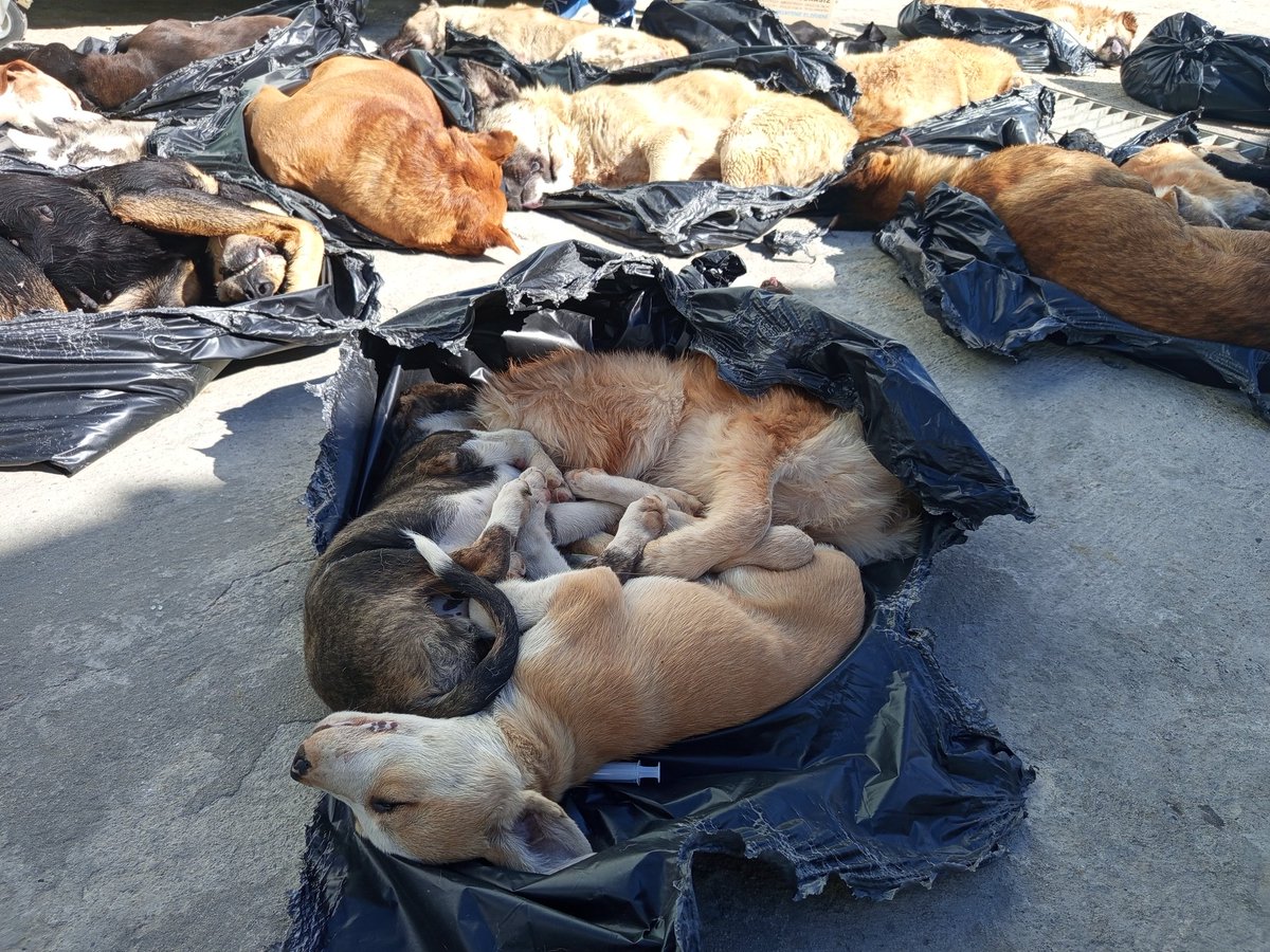 profesorfacia01's tweet photo. Muhalefetin, hayvanseverlerin, vicdan sahibi herkesin itirazına rağmen çıkarılan ve iptal için Anayasa Mahkemesine götürülen 'HAYVAN KATLİAMI YASASI'nın uygulama yönetmeliği dün resmi gazetede yayımlandı.

Yasanın kendisi gibi yönetmeliği de onlarca belirsizlik ve oldu bittiyle hayvanların katledilmesine sebep olacak yanlışlarla dolu!

Sadece birkaç tanesini yazıp, asıl amaçlarının ne olduğunu anlatacağım sizlere;

Kanun;

- Hiç kimseye zararı olmayan kedileri de kapsıyor!
Belediyelere kısaca, "toplayın, yer yoksa başka yere bırakın" diyor!

Şehirleri fare basacağını ve vebanın hortlayacağını geçtik, binlerce yıldır bizimle yaşamış ve evcilleşmiş, insana yakın yaşamaya alışmış, artık dünyada Türkiye'nin sembolü haline gelmiş kedilerin, atılacakları ormanlarda değil açlıktan ölmemek, vahşi hayvanlara yem olacağı çok açık değil midir?

- Barınaktan hayvan sahiplenmek için yaşadığın site yönetiminden izin alma şartı getirmiş!

Bakın burası çok önemli;

Hayvan ticareti yapan Petshop'lardan satın alırken böyle bir şart yok!

Açık açık diyorlar ki, barınaktan sahiplenme, bırak ölsün, git Petshop'tan satın al!

- Popülasyonun kontrol altına alınamayacağı durumlarda hayvanların öldürülmesi kararının sorumluluğunu doğrudan doğruya belediye meclisleri yetkisine bırakıyor!

Burada asıl amaç açık açık, çoğunluğunu kaybettikleri belediyeleri hayvanseverlerle karşı karşıya getirmek!

"Belediye meclisleri bir hayvana ötenazi yapılması kararını hangi yetkinlikle ve uzmanlıkla verecek, meclis üyelerinin hepsi veteriner midir?" o da ayrı bir konu!

- Barınağı olmayan taşra belediyelerinin topladıkları hayvanları en yakın barınağa bırakması ve ilgili barınağın bağlı olduğu belediyenin kapasitesinin uygun olup olmadığına bakılmaksızın kabul etmesi zorunluluğu getirilmiş!

Kırsal alanalardaki belediyeler genelde iktidar partisinde, şehir merkezleri ise çoğunlukla muhalefetin elinde, yani hayvanları toplayıp muhalefet belediyelerine yollayarak, barınakları kapasitesinin üzerinde dolduracak ve sonra da dolaylı olarak bakamıyorsan öldürebilirsin diyorlar!

Kısacası kanun ve yönetmelikte yer alan sorumlulukları yerine getirmekte direnen yerel yönetimlere pusu kuruluyor.

İdari yaptırımların ve cezai yaptırımların hızla uygulanabileceği bir zemin hazırlanıyor. 

Belediyelerin zaten çevre ile ilgili halkın refahı ile ilgili birçok görevleri var. Bu görevlerin hepsini bir kenara itip bu yasayla birlikte belediyeler kedi köpek avlayan, öldüren bir yapıya dönüştürülmek isteniyor!

Bu tamamen kamu ve kanun gücünü kötüye kullanmaktır!
Bu kanunun uygulanması için belediyeler maşa olarak kullanılmak isteniyor. Bu konuda belediyelerimiz elbette gereken hassasiyeti gösterecektir.

Dikkat edilmesi gereken en önemli husus ise "kayyum" gibi hukuksuz uygulamaların önünü açabilecek bir tuzak olarak karşımıza çıkmasıdır!

Bütün bu ince düşünülmüş planın ardından, muhalefet partisi belediye başkanları, hayvanları öldürmüyor diye kayyum uygulaması ile karşı karşıya kalabilecek!

Yasa gereği yerel yönetimlerin hayvanları korumak için ayırması gereken bütçenin %50’si barınak yapımında kullanılacağından, kalan bütçe ile kısırlaştırma, tedavi ve bakım hizmetleri yapmak mümkün olmayacaktır!

Böylece popülasyon artacak hastalık çoğalacak ve öldürme gerekçesi de bu şekilde hazırlanmış olacak, hayvanseverler de 'belediyeler barınak değil ölüm kampı yapıyorlar' diyecektir!

İşin özü şudur;

Bu HAYVAN KATLİAMI YASASI bin türlü siyasi kurnazlıkla hazırlanmış, hem sokak hayvanlarının öldürülerek yok edilmesi, hem de bunu muhalefet partisi belediyelerine yaptırarak, vicdan sahibi halk ve hayvanseverlerle belediyelerin karşı karşıya getirilmesi planlanmış, bundan da siyasi rant elde edilmesi düşünülmüş, şeytani bir yasadır!

Anayasa Mahkemesi'nin bu kanlı yasaya onay vermemesi, muhalefet belediyelerinin ve muhalefet partilerinin bu oyunu bozması, meclisten daha bilimsel, insani ve vicdani bir yasa geçmesi gerekmektedir.

@AYMBASKANLIGI
@herkesicinCHP
@gokanzeybekCHP 
@ekrem_imamoglu