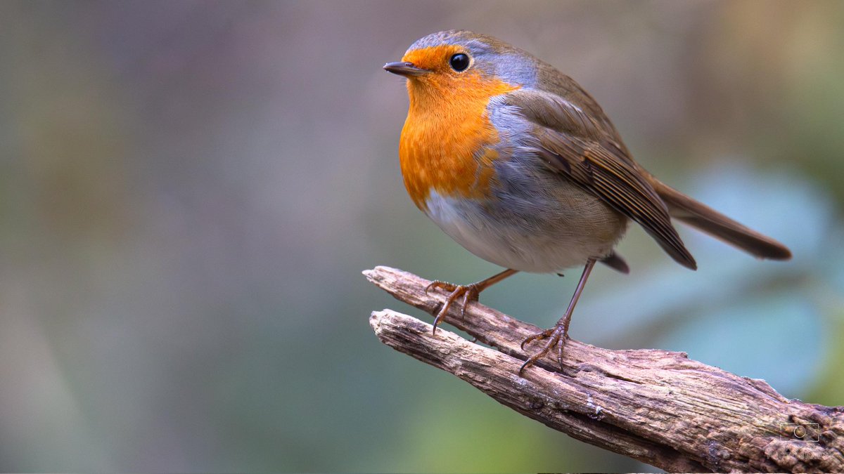 E_van_den_Ham's tweet photo. Ready for a #FestiveDailyRobin weekend. But today will be flora most of the day at the #Floron #FloraFestival
@BSBIbotany https://t.co/haTD9M3iTp
