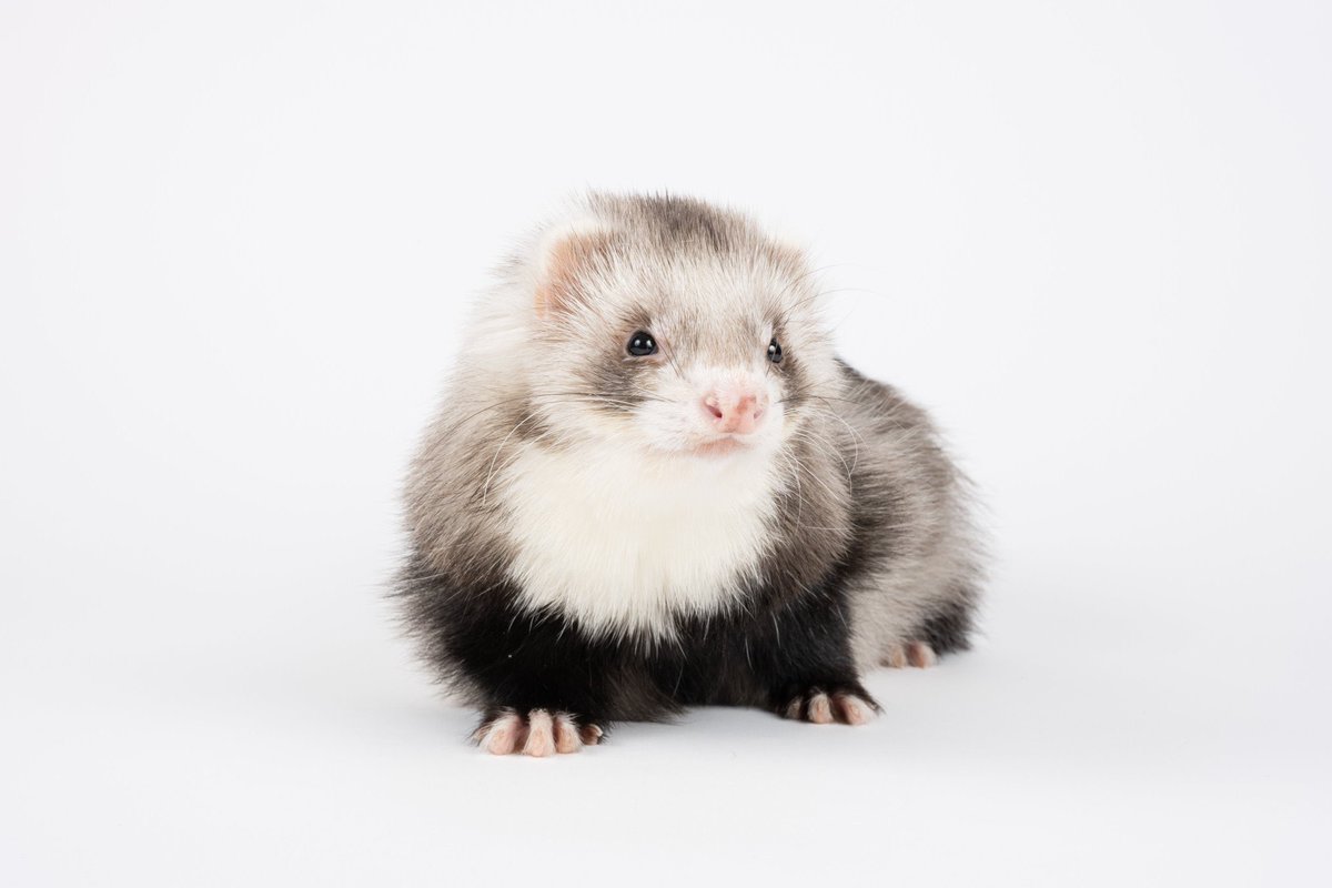 ___glrk's tweet photo. His previous life was a supermodel https://t.co/XtZLjnC5rj