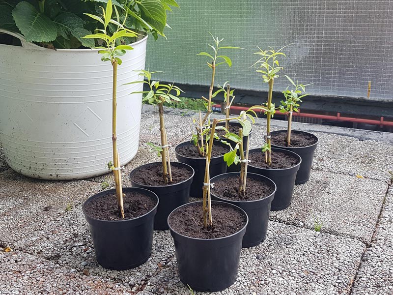 In our guide, you can learn more about how pussy willow branches make great decorations and the various species of pussy willow you can use.

Read more 👉 lttr.ai/AZhIb

#yard #garden #DIY