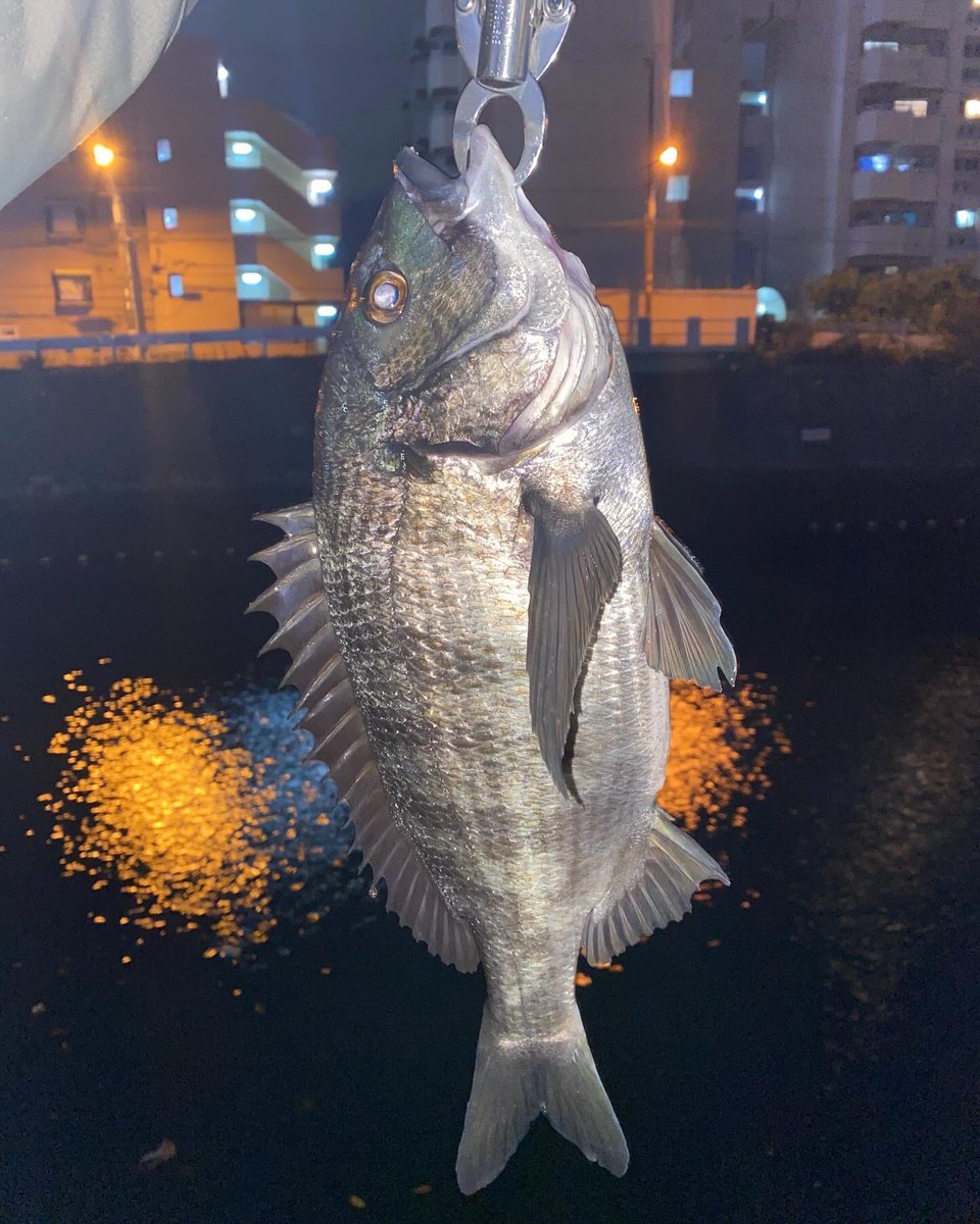 堀割川の釣り人 (@horiwari_f) / Posts / X