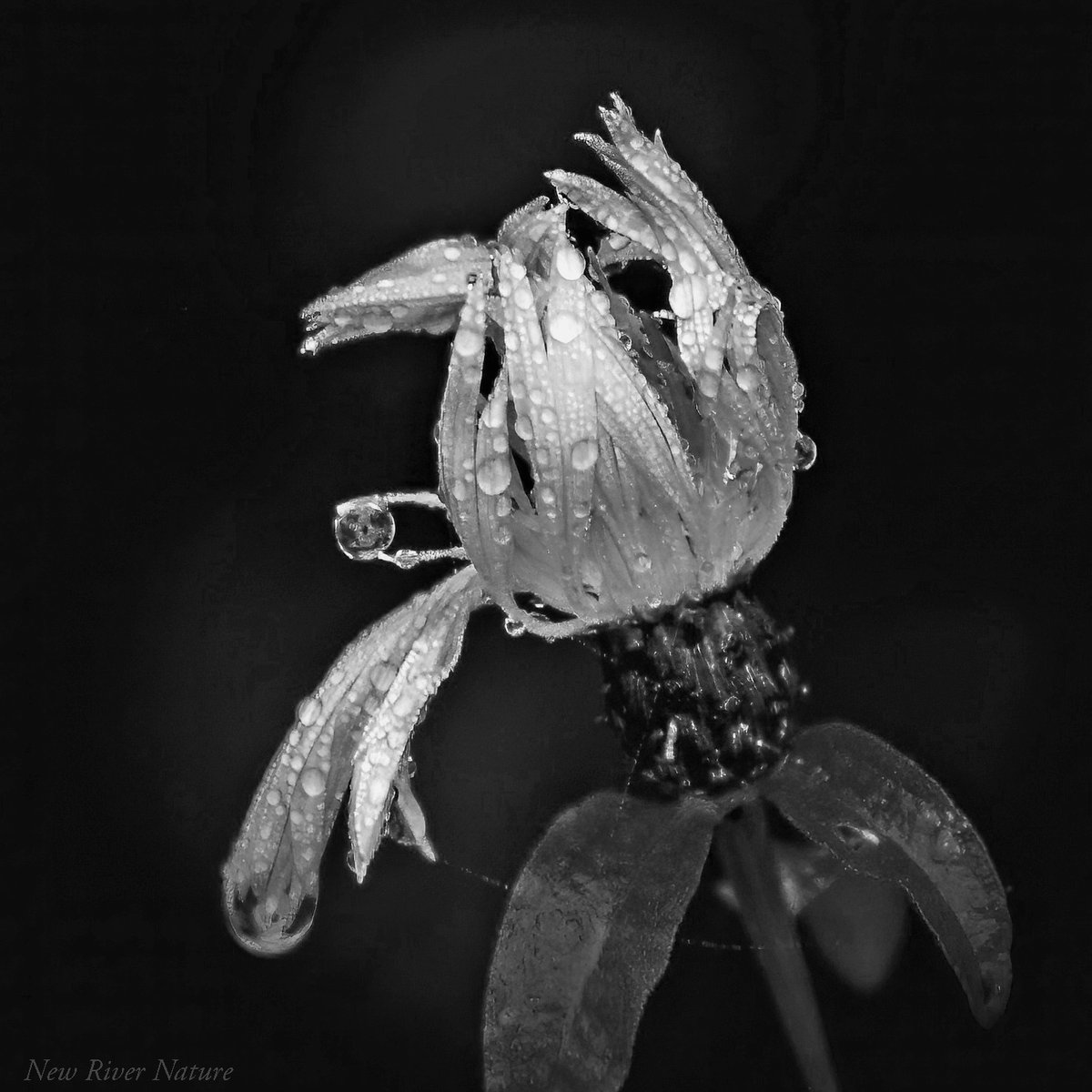 KerriFar's tweet photo. "It’s a terrible thing, I think, in life, to wait until you’re ready." - Hugh Laurie #Macro #NatureMacro #MacroPhotography #NaturePhotography #NatureTherapy #NatureLovers #NewRiverNature #BNW #bnwsaturday #NatureInBNW https://t.co/thPhbYqyrt