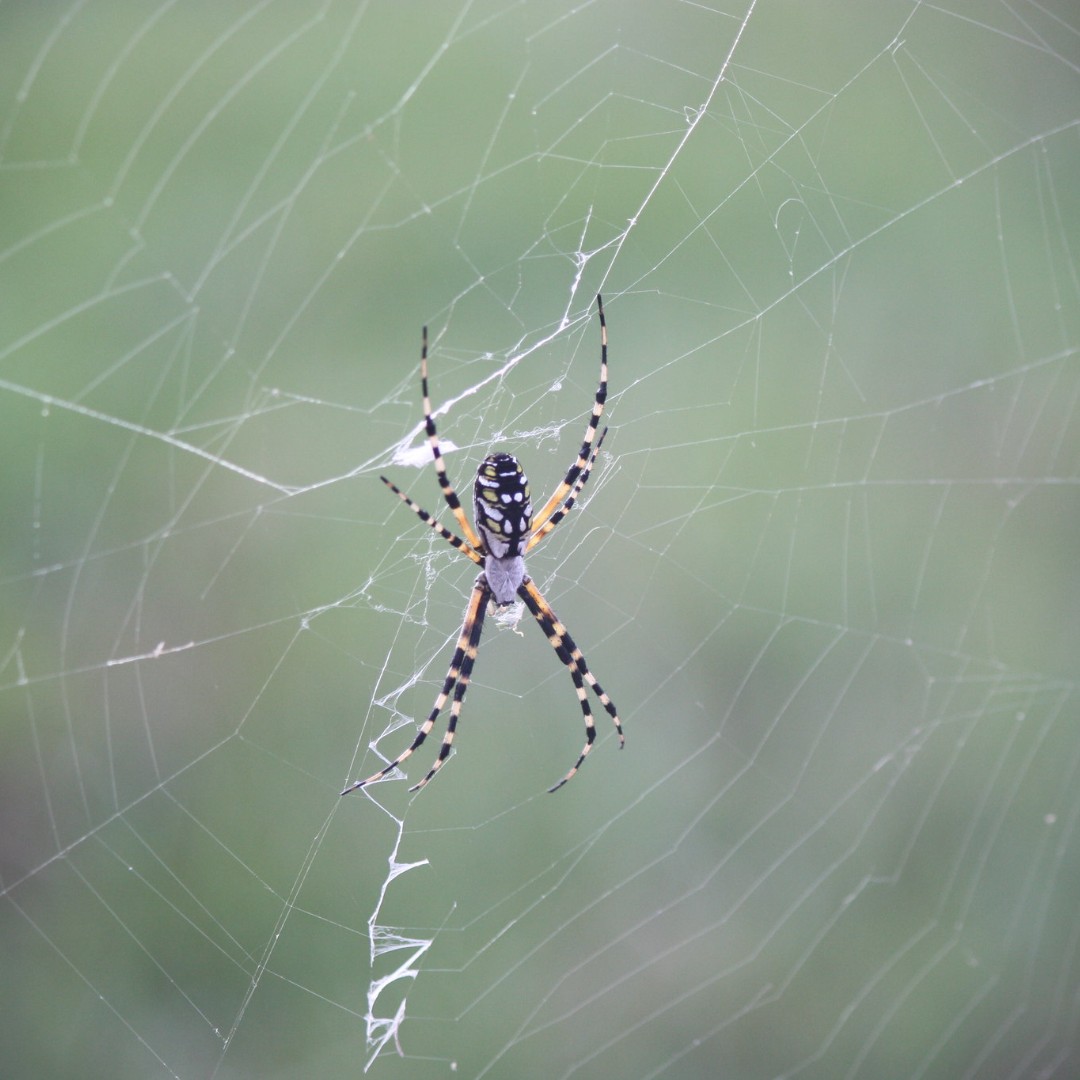Have you ever seen a spider like this in your backyard? 🕷️🕸️ This is a yellow  garden spider, which is a type of orb-weaver. You may even know it by a  different, image size:1080x1080