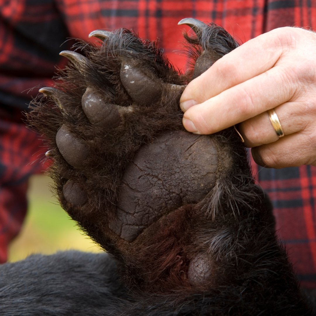 Attention resident bear hunters: Don’t forget to submit your #blackbear hunter report before the deadline today! Reporting is required for all tag holders, even if no bear was harvested. Head to huntandfishontario.com to complete your report.

#blackbearhunting #bearhunting