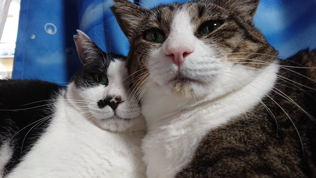 HandmadeMaysee's tweet photo. #このタグを見た人は黙って猫をはる https://t.co/IHs44ILX0E