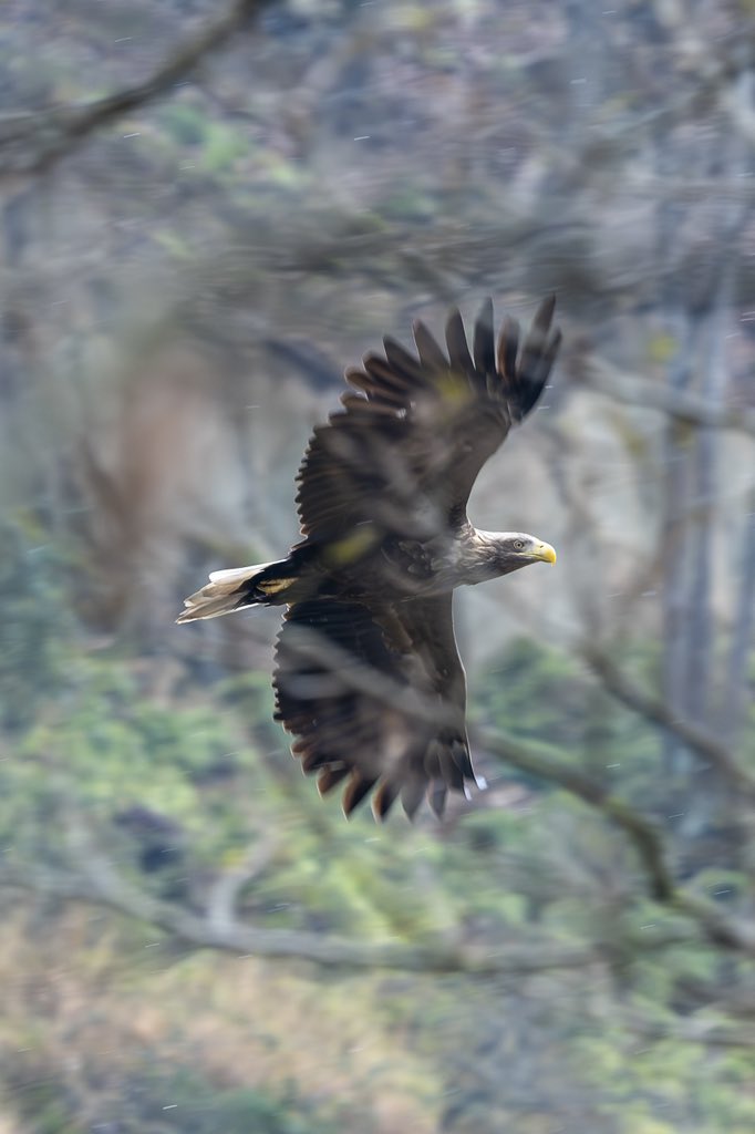 WilWoodStudio's tweet photo. A White-tailed Eagle, he's handsome!

#BirdWatching #NatureBeauty #BirdLovers #NatureBeauty #WildlifePhotography #NaturePerfection #ColorfulBirds #WildlifeLove #NatureInspiration https://t.co/5pSgKk3ufW