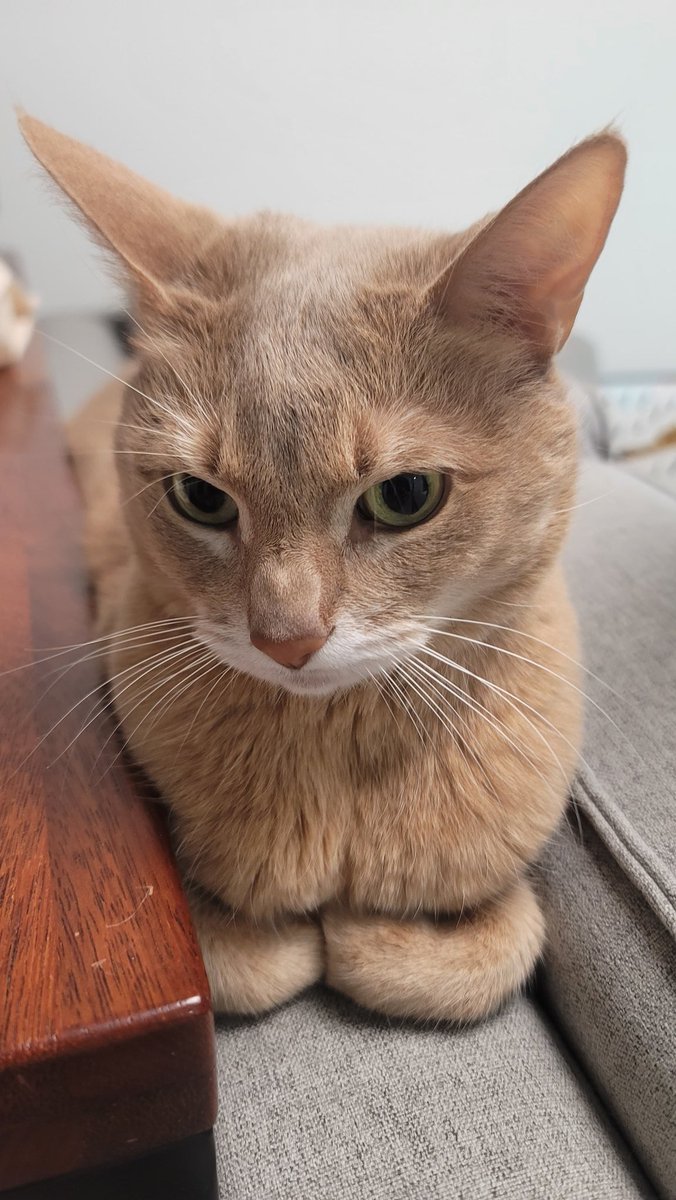 저 징징이같은 앞발이 참을 수 없음