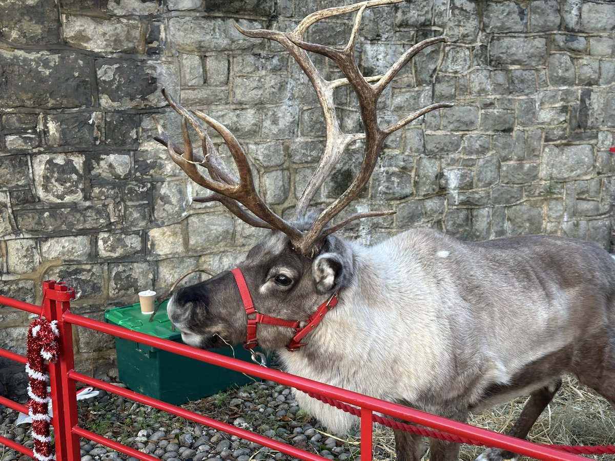 Come and meet a live reindeer in Lorrimore Square