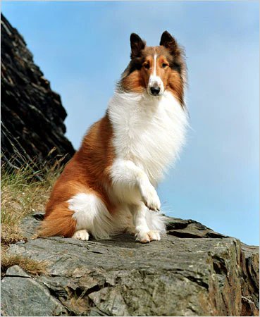 SideHustleLab1's tweet photo. Who is the greatest dog of all time?

I'm going with Lassie https://t.co/n70rinZNw5
