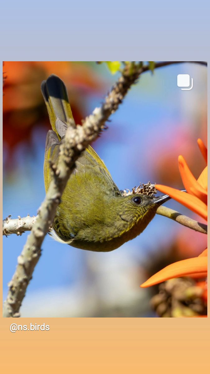 GottaLoveSA's tweet photo. Olive #sunbird 📷 Nicolas Strydom Bird Photography https://t.co/UDJRkWXVd7