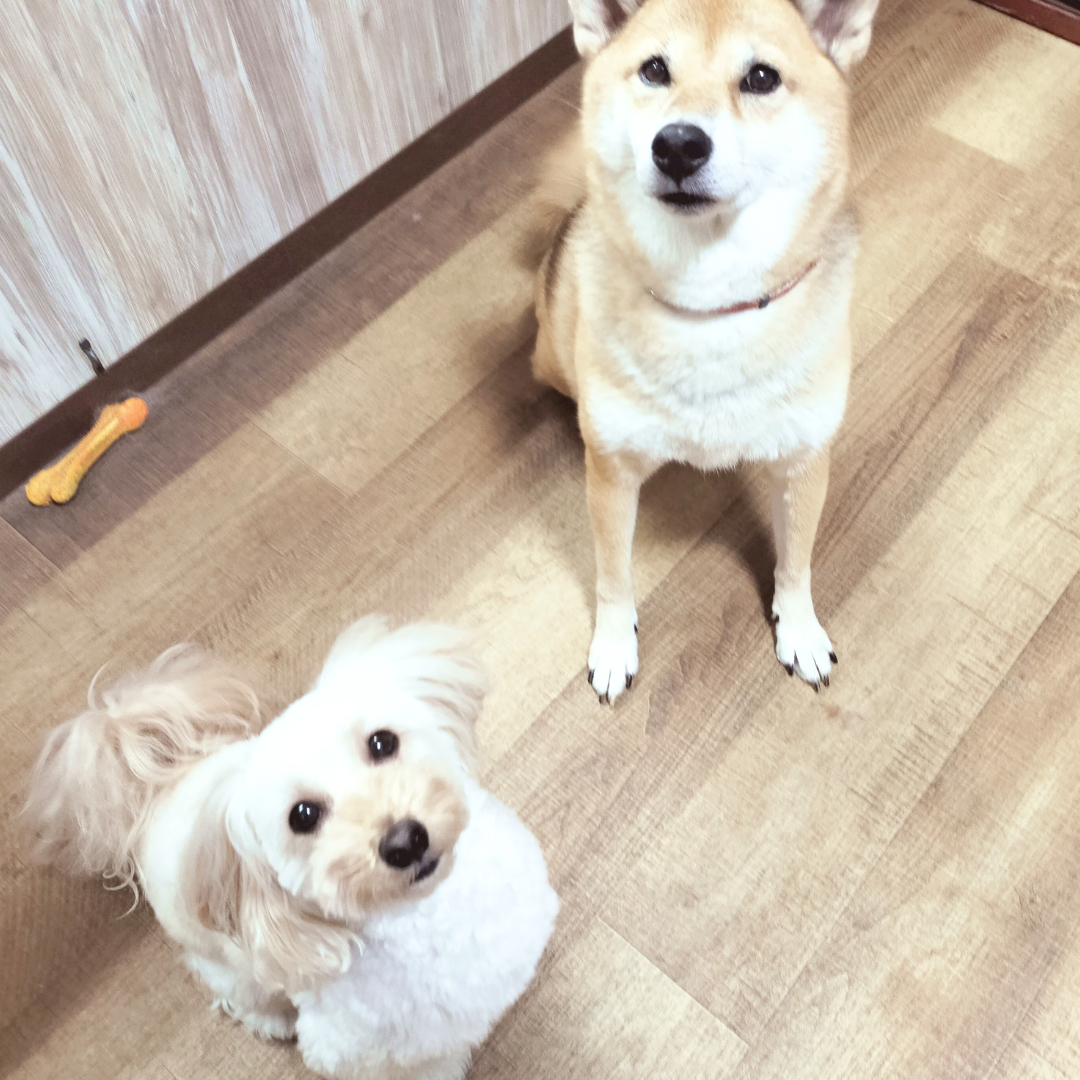 chamomi_wanwan's tweet photo. 柴ちゃん！おやつ？！オイシオイシ？！🦆

#今日のかもみ #マルプー #ミックス犬 https://t.co/mLZNA5Zr9g